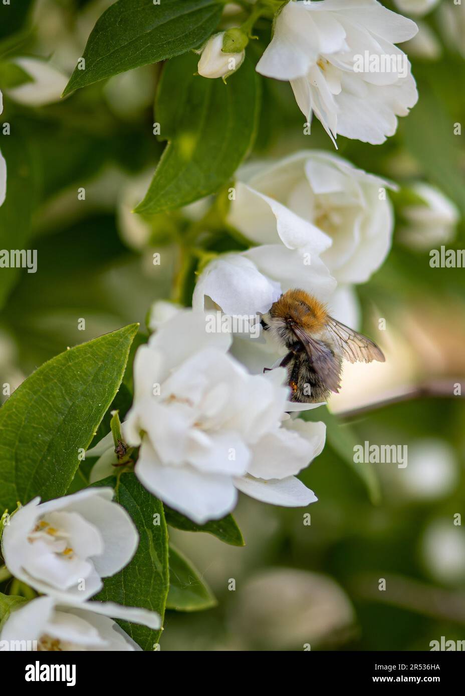 Bienen sammeln sich in weißen Blüten Stockfoto
