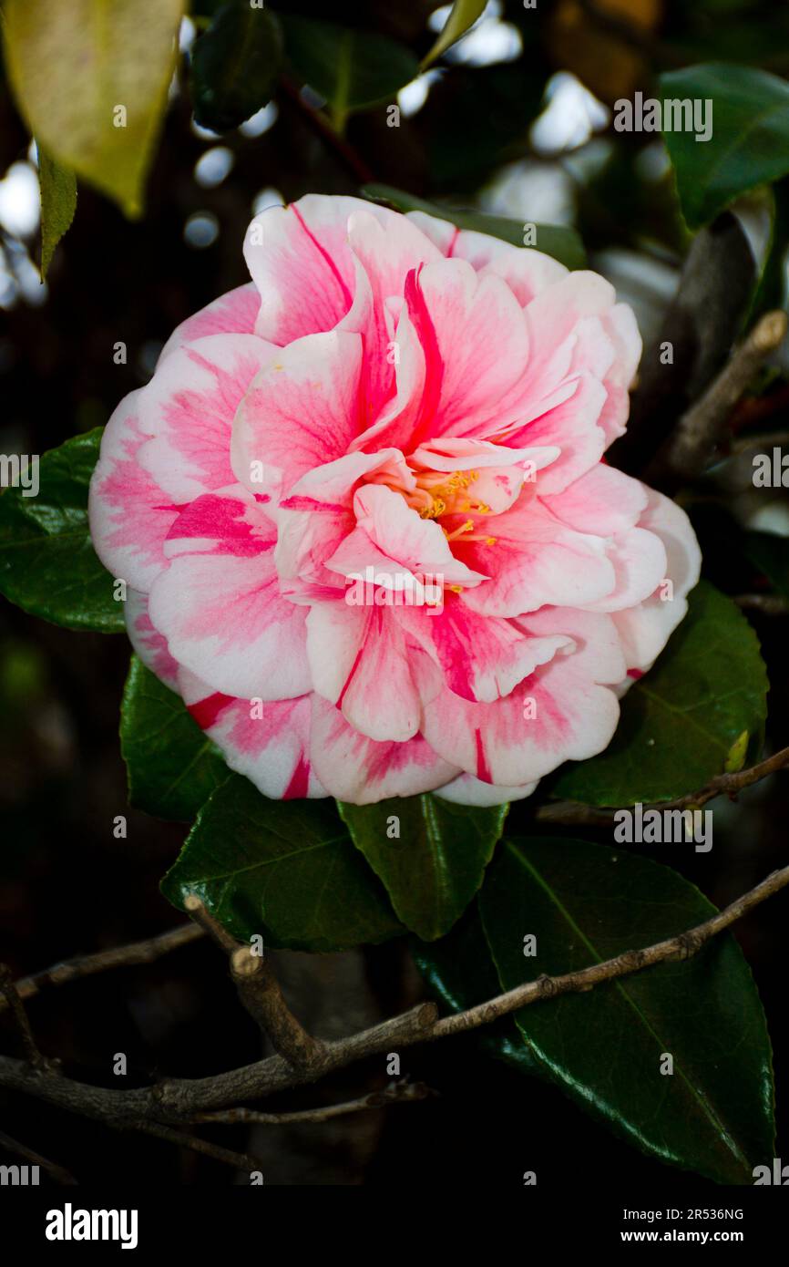 Nahaufnahme von rosa und roten Kamelienblumen mit grünen Blättern, die im Frühling auf Sträuchern gezüchtet wurden Stockfoto