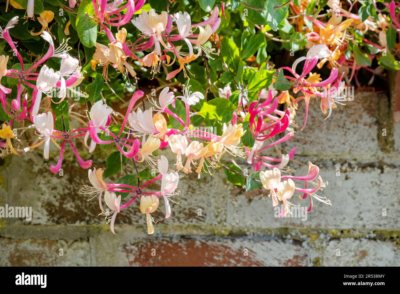 Lonicera periclymenum, eine große beeindruckende Bergpflanze in voller Blüte und mit Blumenköpfen bedeckt Stockfoto