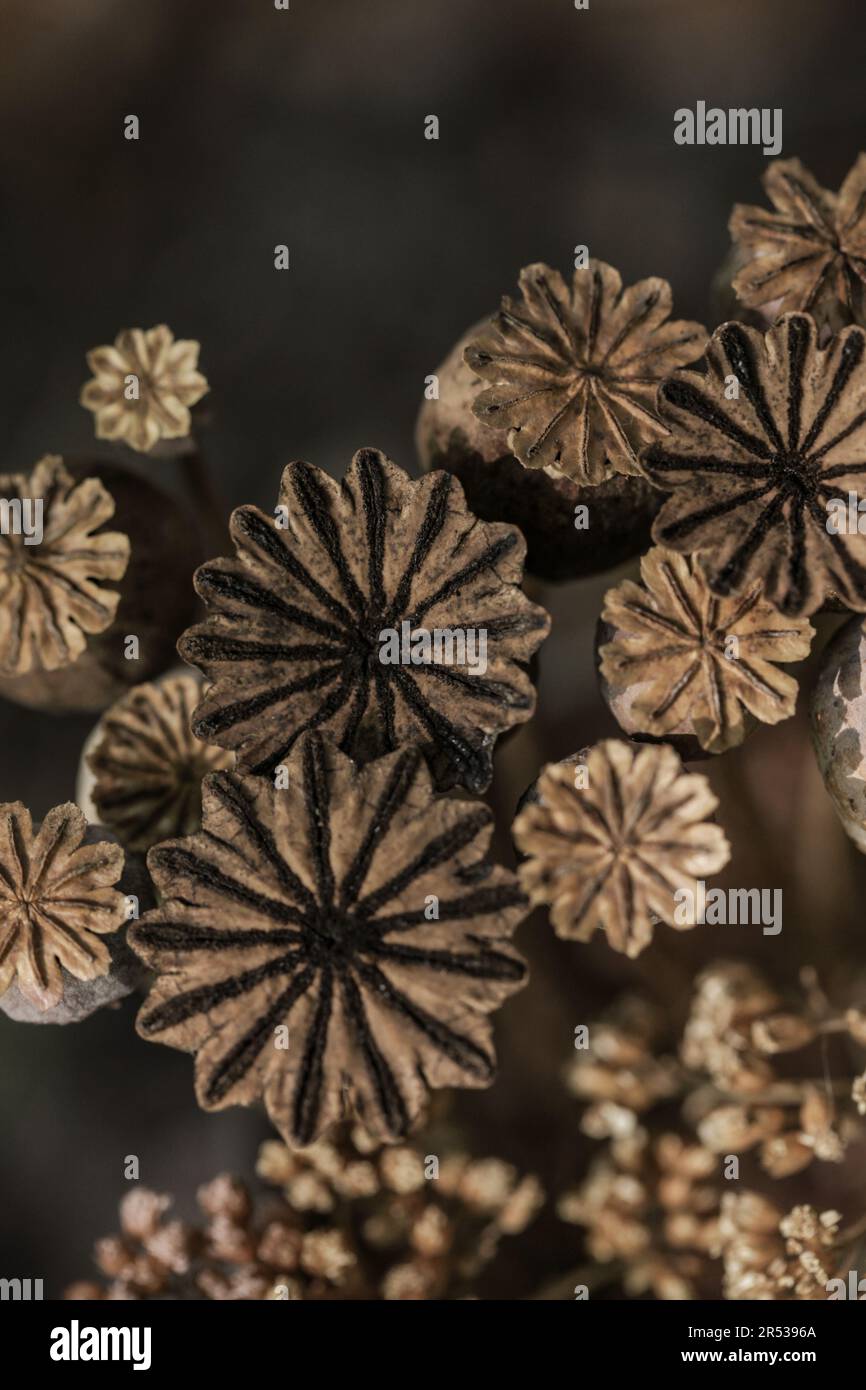 Trockne Mohnköpfe Auf Altem Holzhintergrund. Rustikaler Hintergrund. Depressive Herbstmotive Art. Vertikales Bild Stockfoto