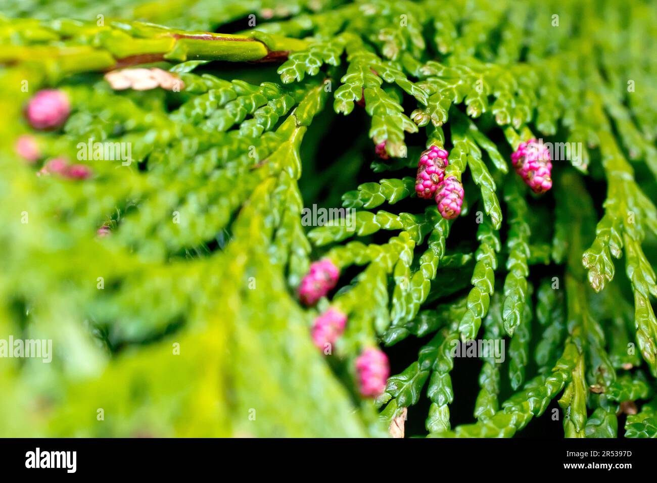 Lawson's Cypress (chamaecyparis lawsoniana oder cupressus lawsoniana), Nahaufnahme der kleinen rosa männlichen Zapfen des eingeführten Baumes. Stockfoto