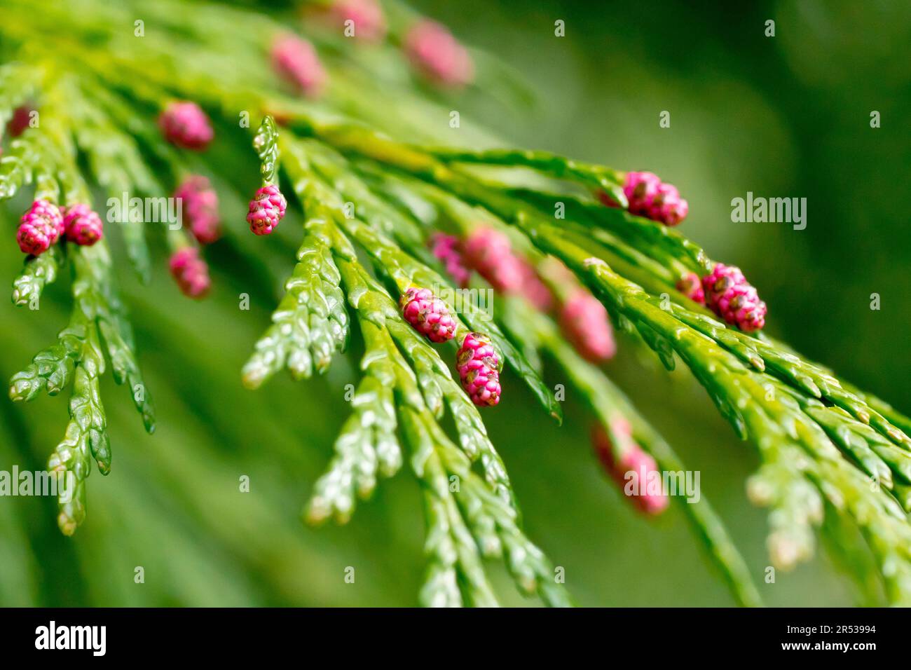 Lawson's Cypress (chamaecyparis lawsoniana oder cupressus lawsoniana), Nahaufnahme der kleinen rosa männlichen Zapfen des eingeführten Baumes. Stockfoto