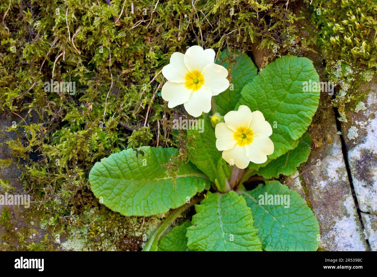 Primrose (primula vulgaris), Nahaufnahme der Nadelblumen einer Pflanze, die aus einem Riss in einer alten moosbedeckten Wand wächst. Stockfoto