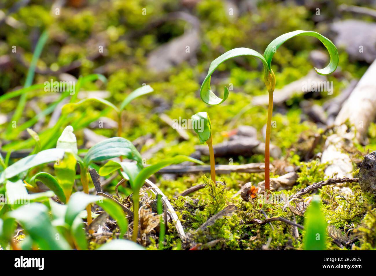 Sycamore (acer pseudoplatanus), Nahaufnahme von Setzlingen, die im Frühjahr zwischen Moos und Trümmern eines Waldbodens wachsen. Stockfoto