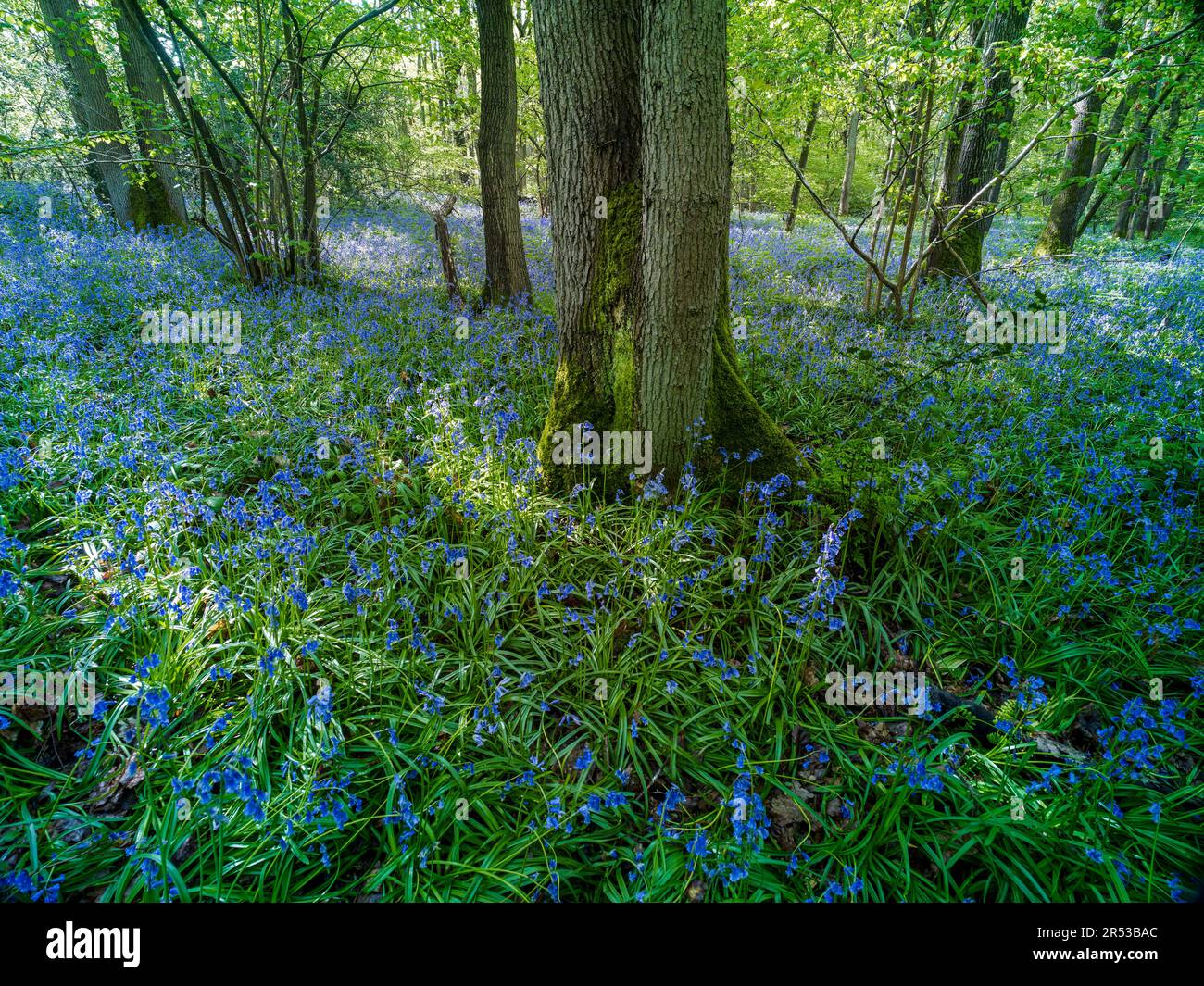 Glühende englische Frühlingswaldlandschaft in guter Sonne mit einem Teppich aus gewöhnlichen Blauglocken Stockfoto