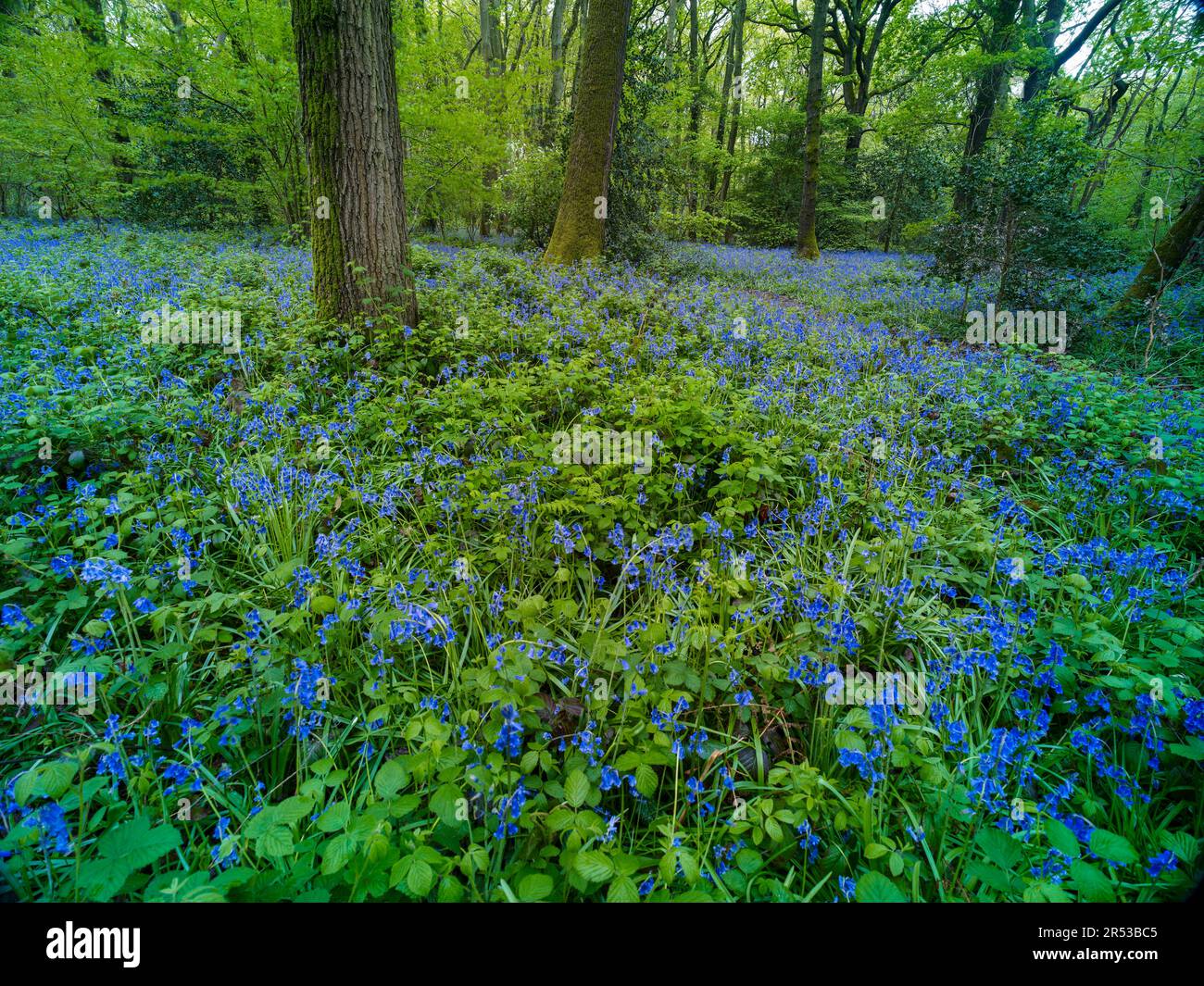 Glühende englische Frühlingswaldlandschaft in guter Sonne mit einem Teppich aus gewöhnlichen Blauglocken Stockfoto