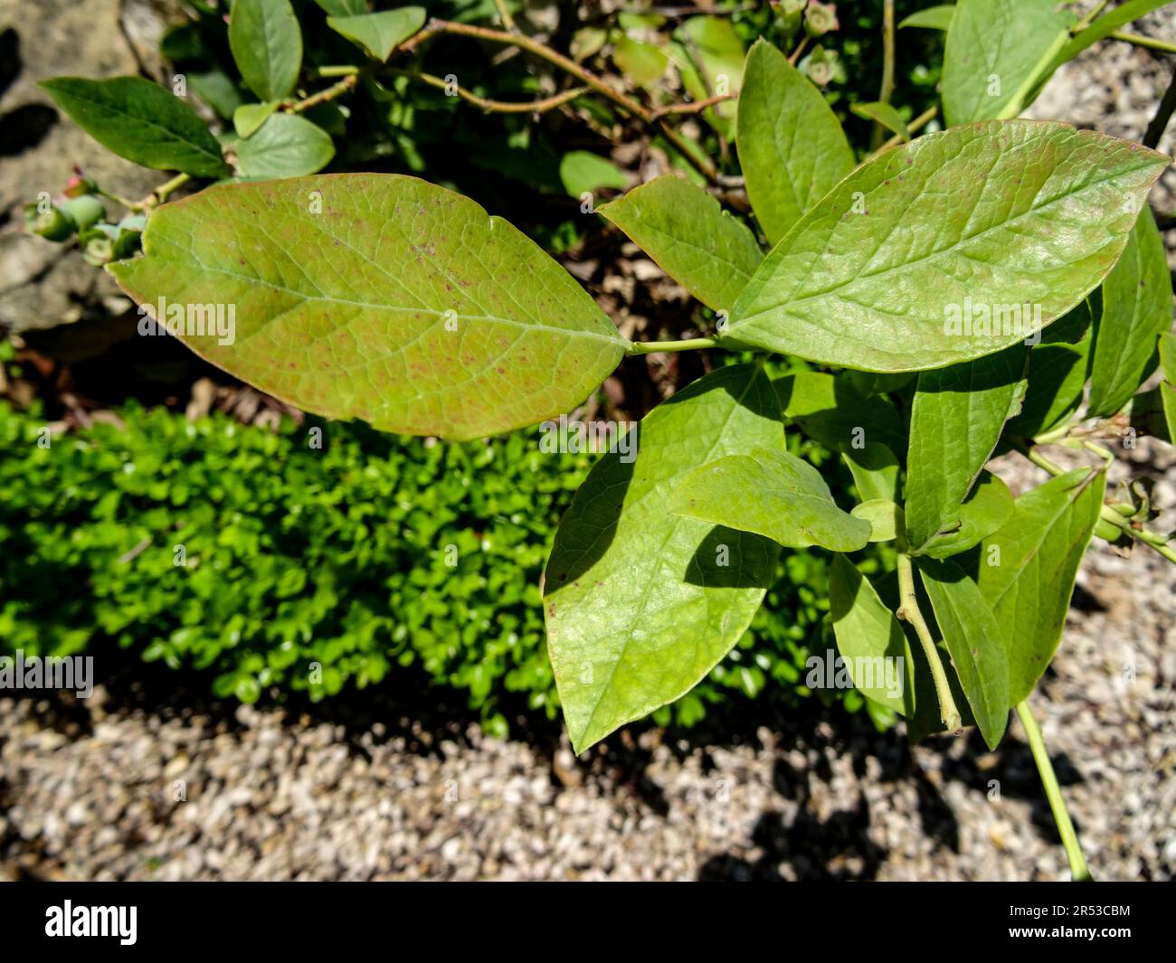 Medizinisches Vaccinium myrtillus, Blaubeere, Blätter. Natürliches Pflanzenporträt aus nächster Nähe Stockfoto