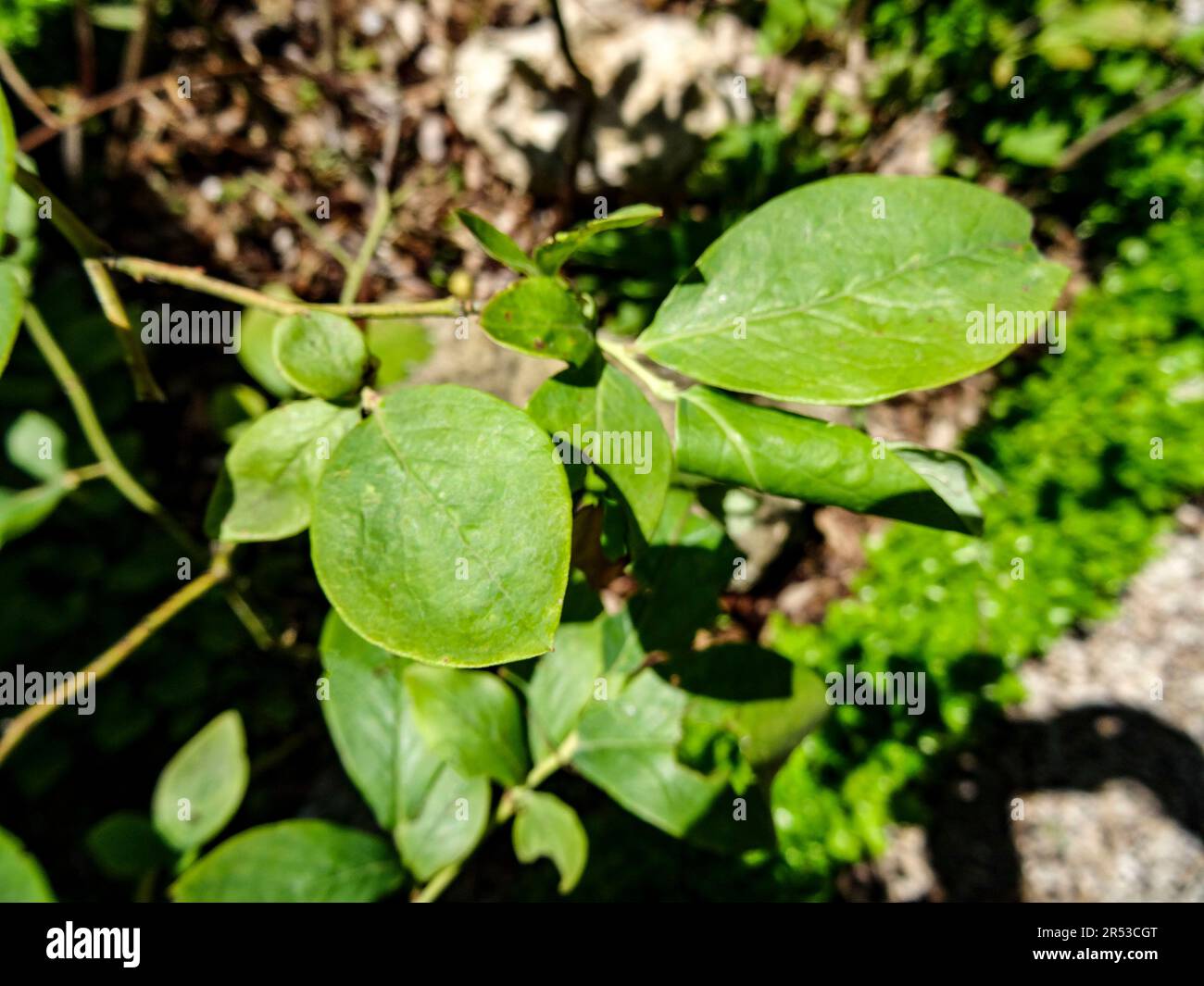 Medizinisches Vaccinium myrtillus, Blaubeere, Blätter. Natürliches Pflanzenporträt aus nächster Nähe Stockfoto