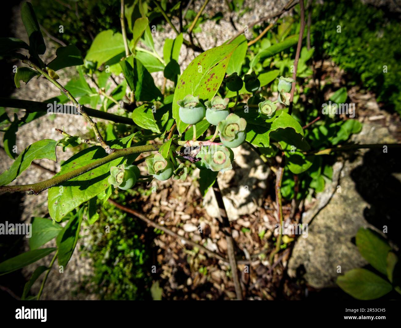 Heilpflanze Vaccinium Myrtillus (Myrtillier), natürliches Pflanzenporträt aus der Nähe Stockfoto