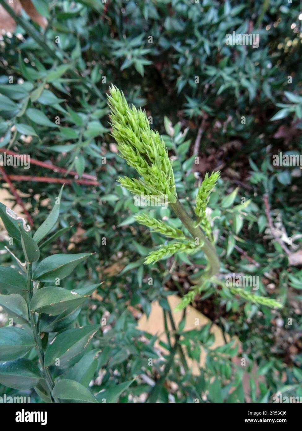 Natürliches Heilpflanzenporträt von Ruscus Aculeatus (Frason Petit-Houx), Metzgerbesen. Stockfoto