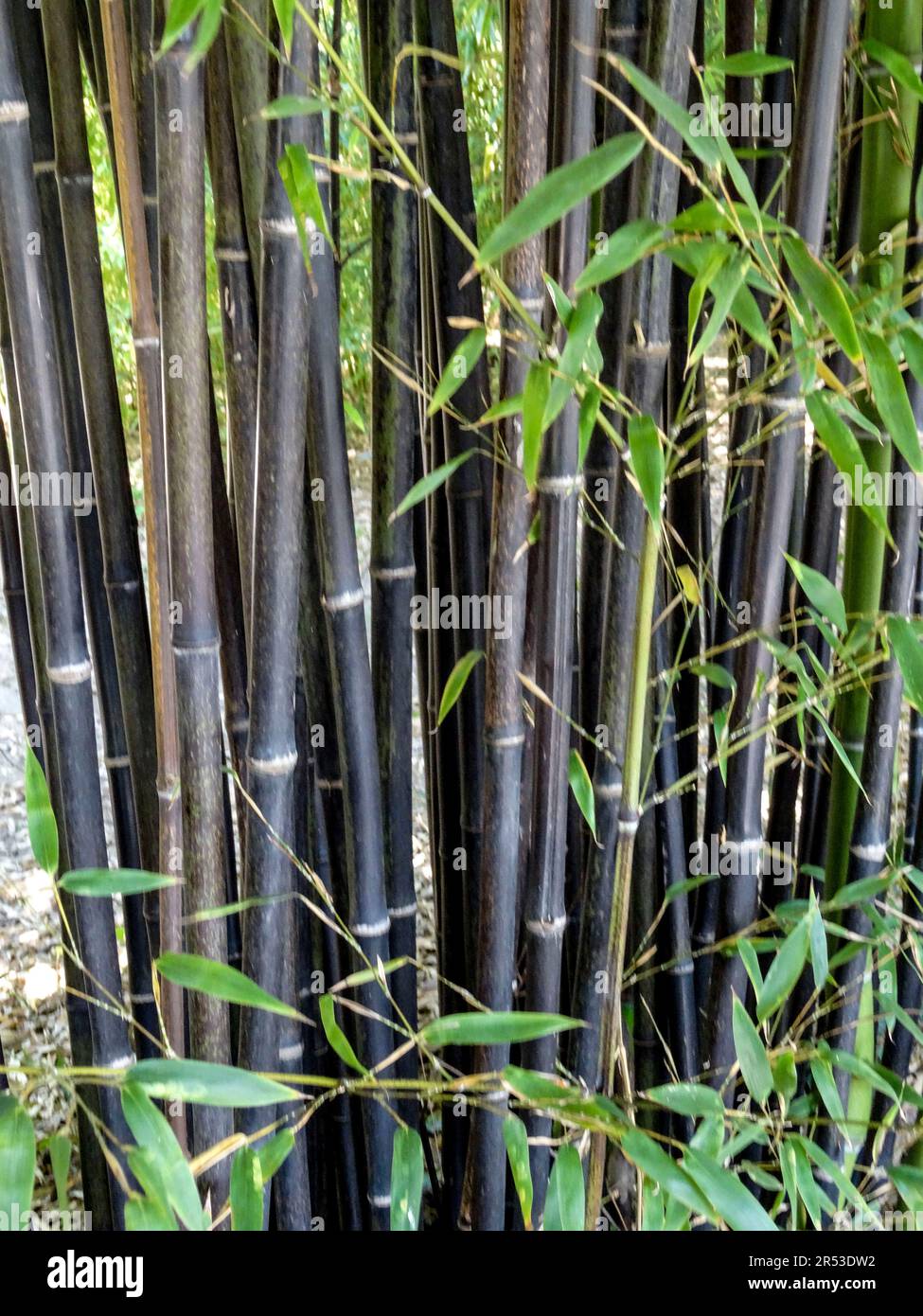 Phyllostachys Nigra (Lodd ex Lindley) Munro, schwarzer Bambus, violetter  Bambus. Natrliches Pflanzenportrt in der Frhlingssonne Stockfotografie -  Alamy