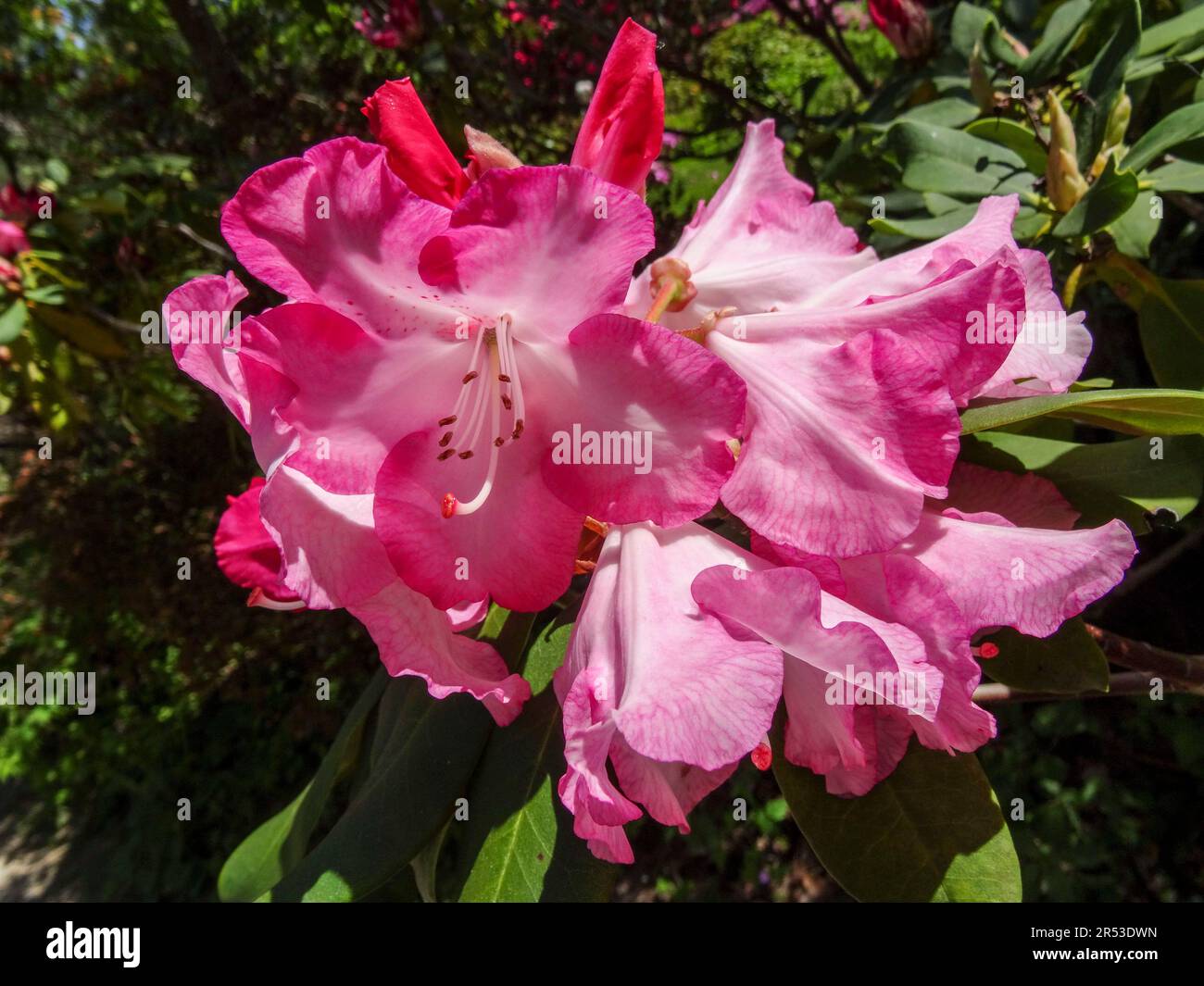 Herrlicher Rhododendron Lems Monarch im späten Frühlingssonnenschein. Natürliche Nahaufnahme blühender Pflanzen Porträts Stockfoto