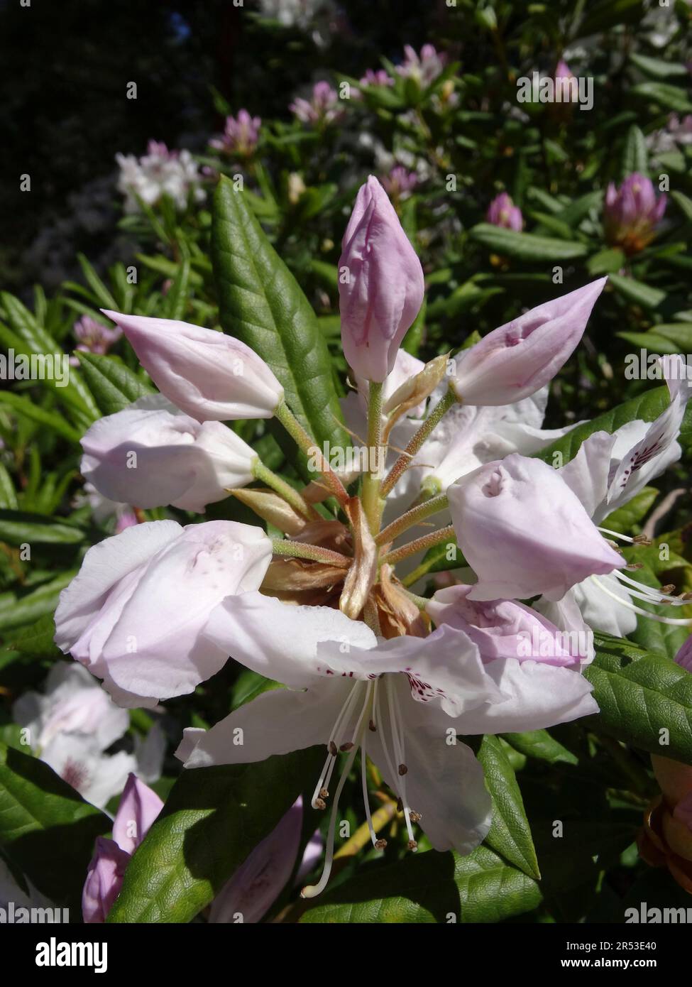 Bezauberndes, blühendes Pflanzenporträt von Rhododendron Annae Frenchet im späten Frühling Stockfoto