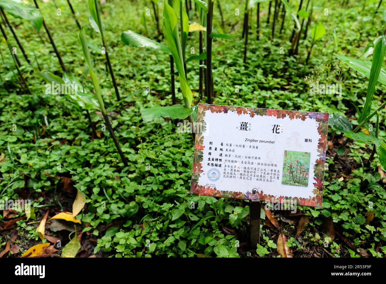 Lateinisches botanisches Namensschild und Pflanzenbeschreibung auf Chinesisch für Zingiber-Zerumbet im Chiang Kai-Shek Memorial Park in Taipei, Taiwan. Stockfoto