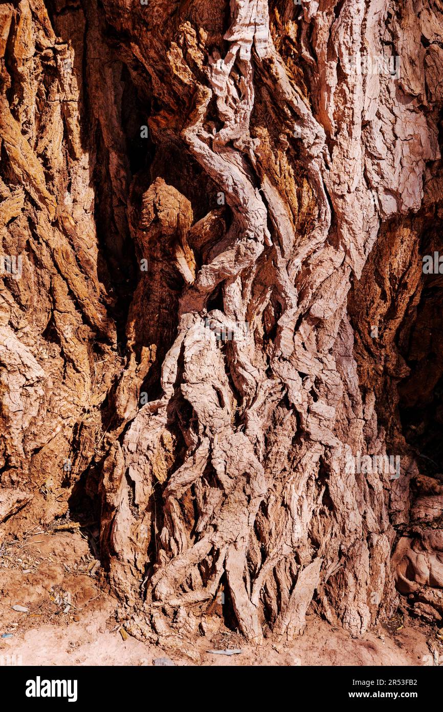 Aus nächster Nähe: Rinde, alter Fremont Cottonwood Tree, Fruita, Capital Reef National Park, Utah, USA Stockfoto