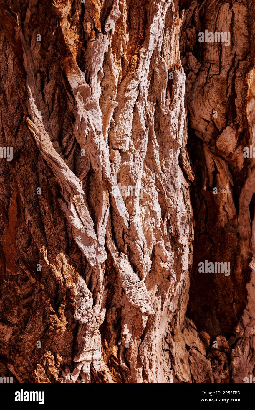 Aus nächster Nähe: Rinde, alter Fremont Cottonwood Tree, Fruita, Capital Reef National Park, Utah, USA Stockfoto