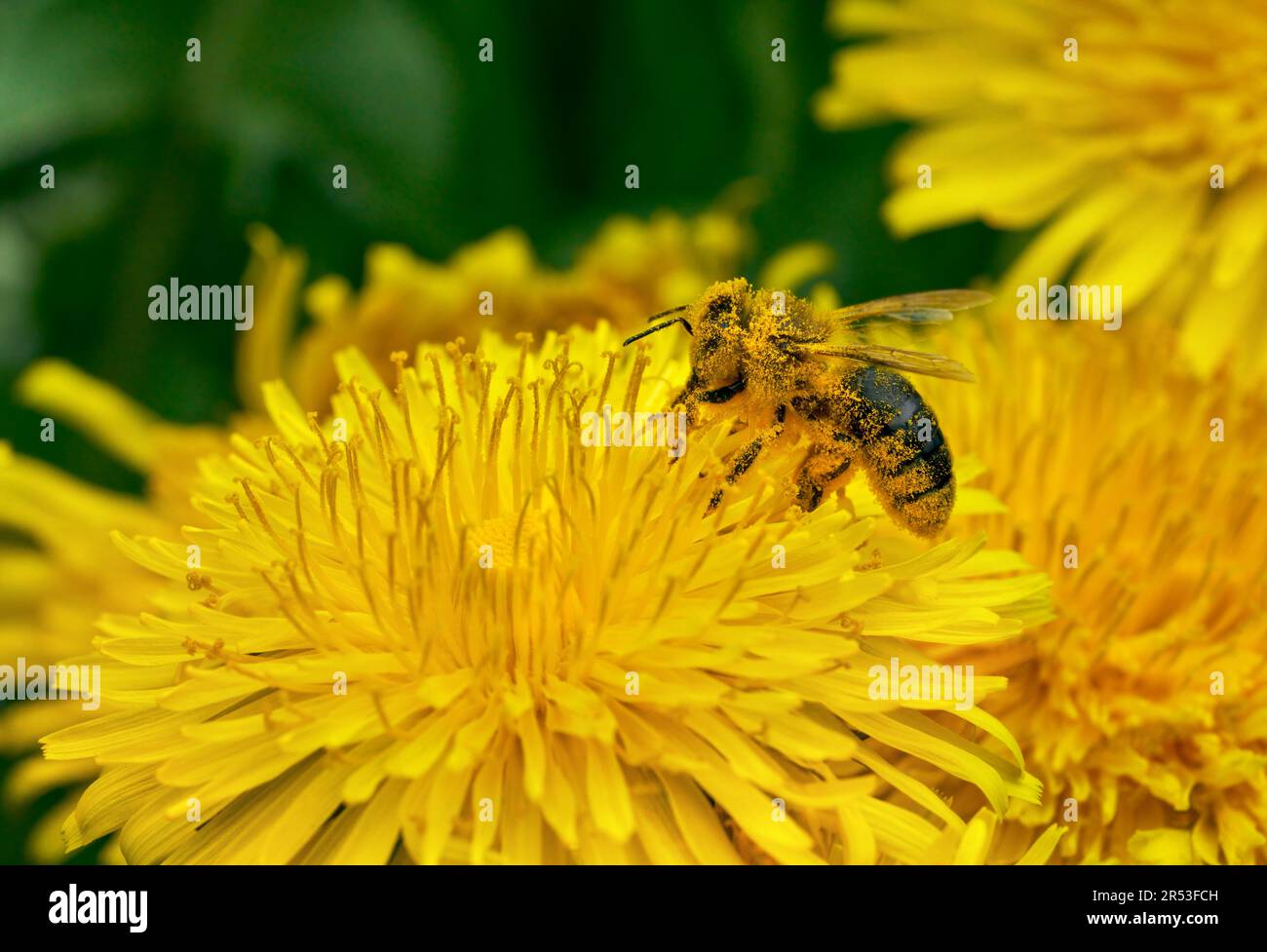 Biene voller gelber Pollen in Nahaufnahme einer Löwenzahnblume Stockfoto