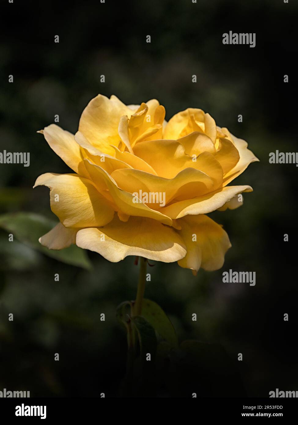 Nahaufnahme einer einzelnen Blume von Rosa „Keep Smiling“ vor einem dunklen Hintergrund Stockfoto