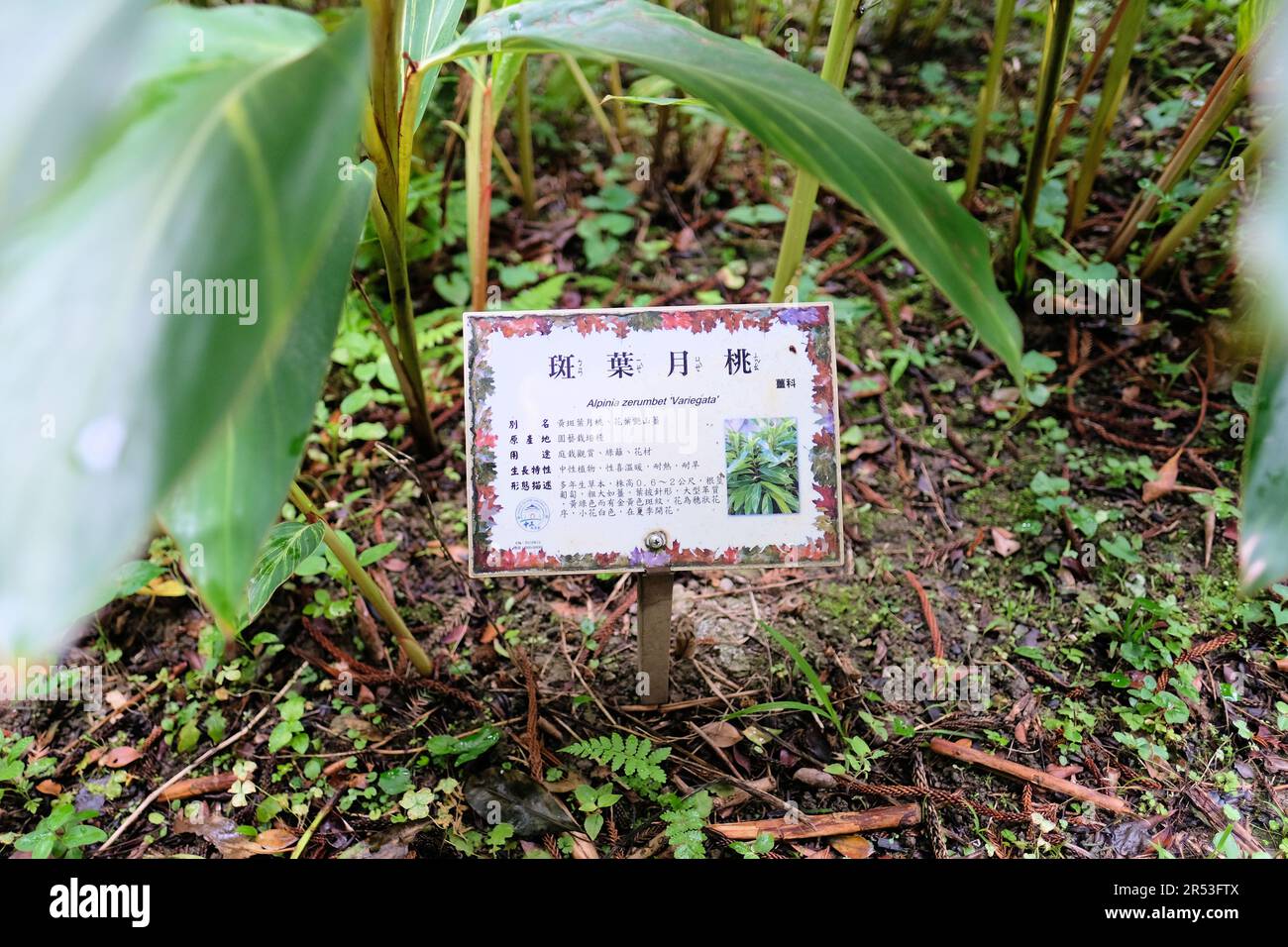 Lateinisches botanisches Namensschild und Pflanzenbeschreibung auf Chinesisch für Alpinia zerumbet Variegata im Chiang Kai-Shek Memorial Park in Taipei, Taiwan. Stockfoto