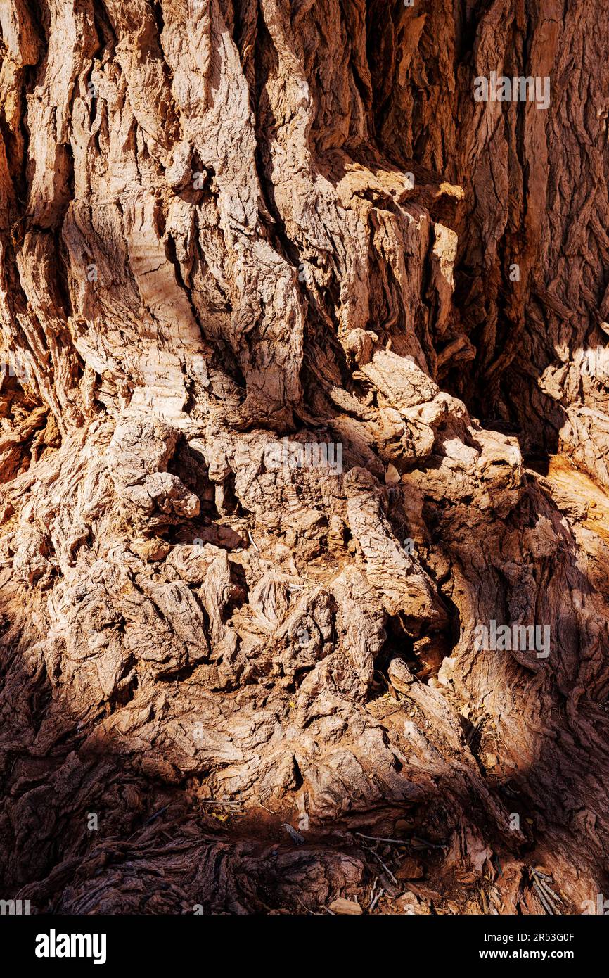 Aus nächster Nähe: Rinde, alter Fremont Cottonwood Tree, Fruita, Capital Reef National Park, Utah, USA Stockfoto