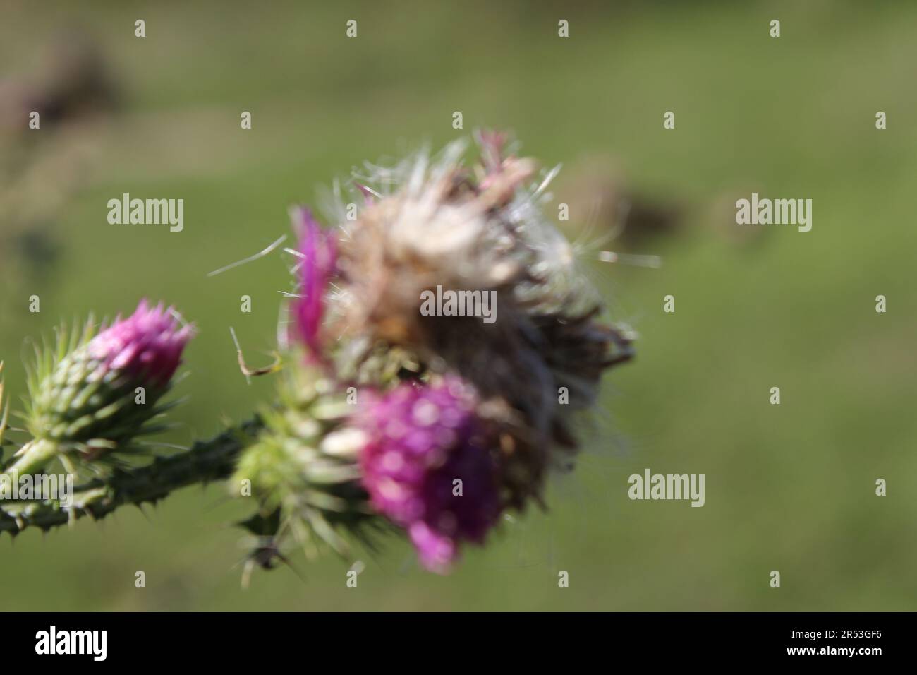 Wildblumenkerne im Wind. Wunderschöne Natur. Vermehrung durch Samen. Unscharfer Hintergrund. Sommer auf der Wiese. Minimalistischer Ansatz. Makrofoto. Stockfoto