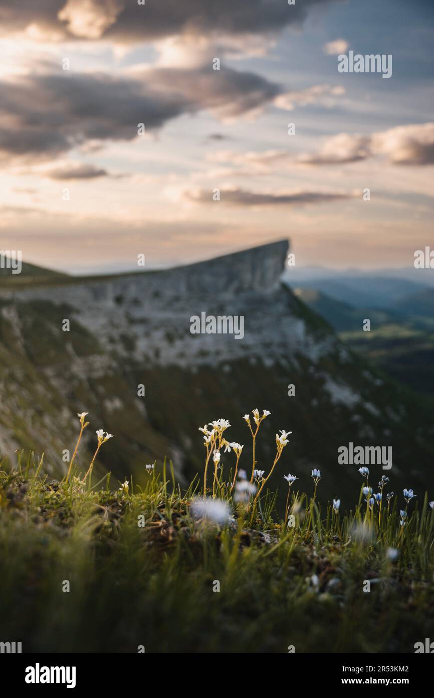 Vertikales Foto einer Landschaft des ungino Peak im Gorobel Mountain Range bei Sonnenuntergang mit bunten Wolken und Blumen im Fokus Stockfoto