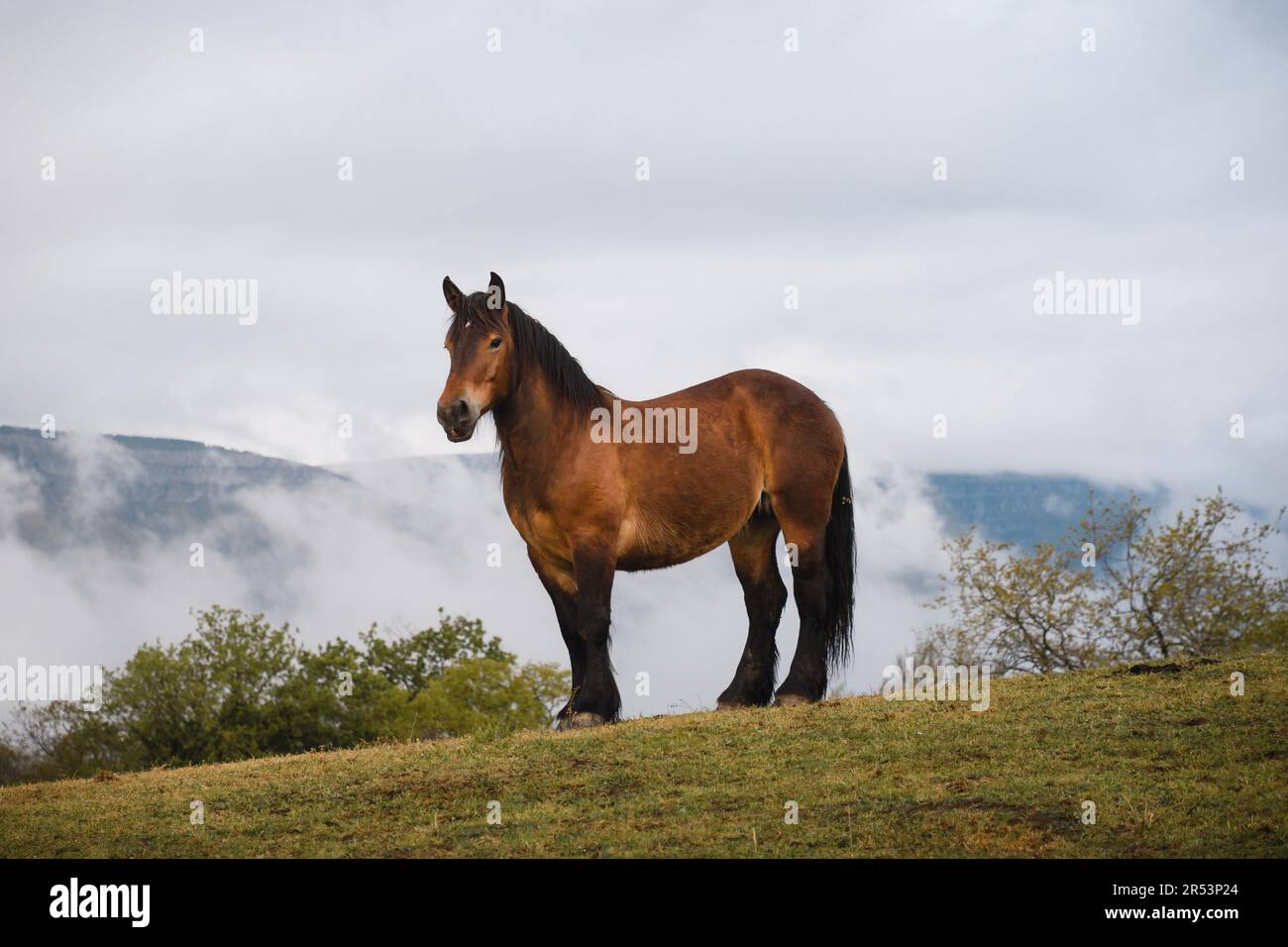 Braunes Pferd oder Stute mit eleganter Pose auf dem Berg mit dramatischen Wolken im Hintergrund, Stockfoto