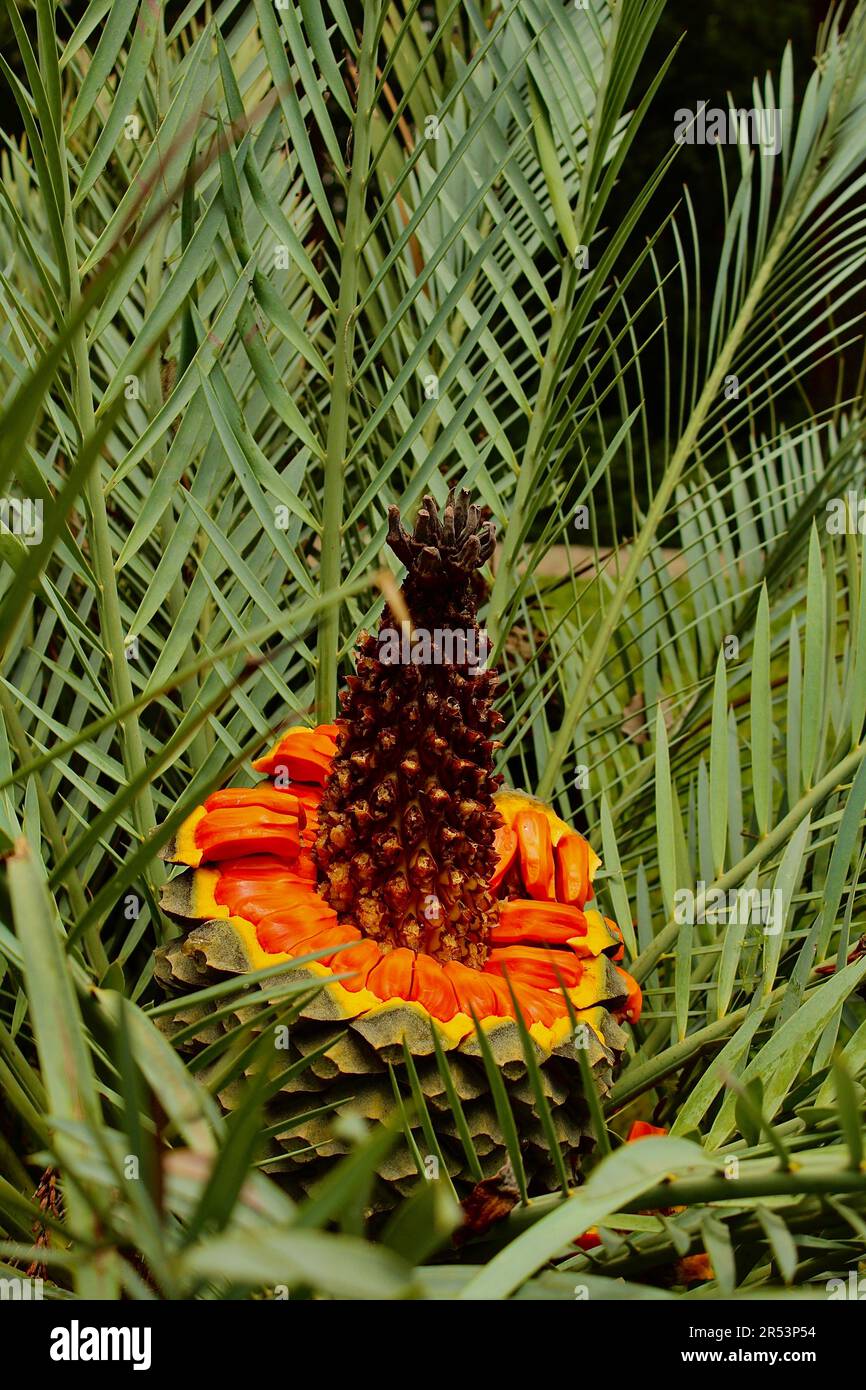 Pflanzen im Botanischen Garten Stockfoto