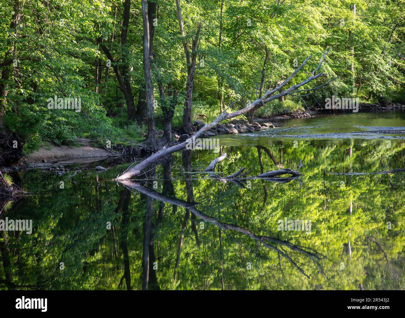 Ein Baumstamm, der sich in einem friedlichen Fluss spiegelt Stockfoto