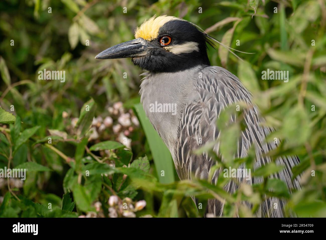 Gelbgekrönter Nachtreiher, hoch oben in einer Rookery Stockfoto