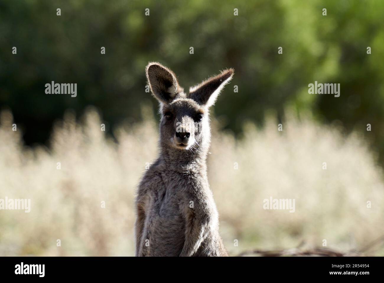 Östliches graues Känguru Macropus giganteus, der in die Kamera schaut Stockfoto