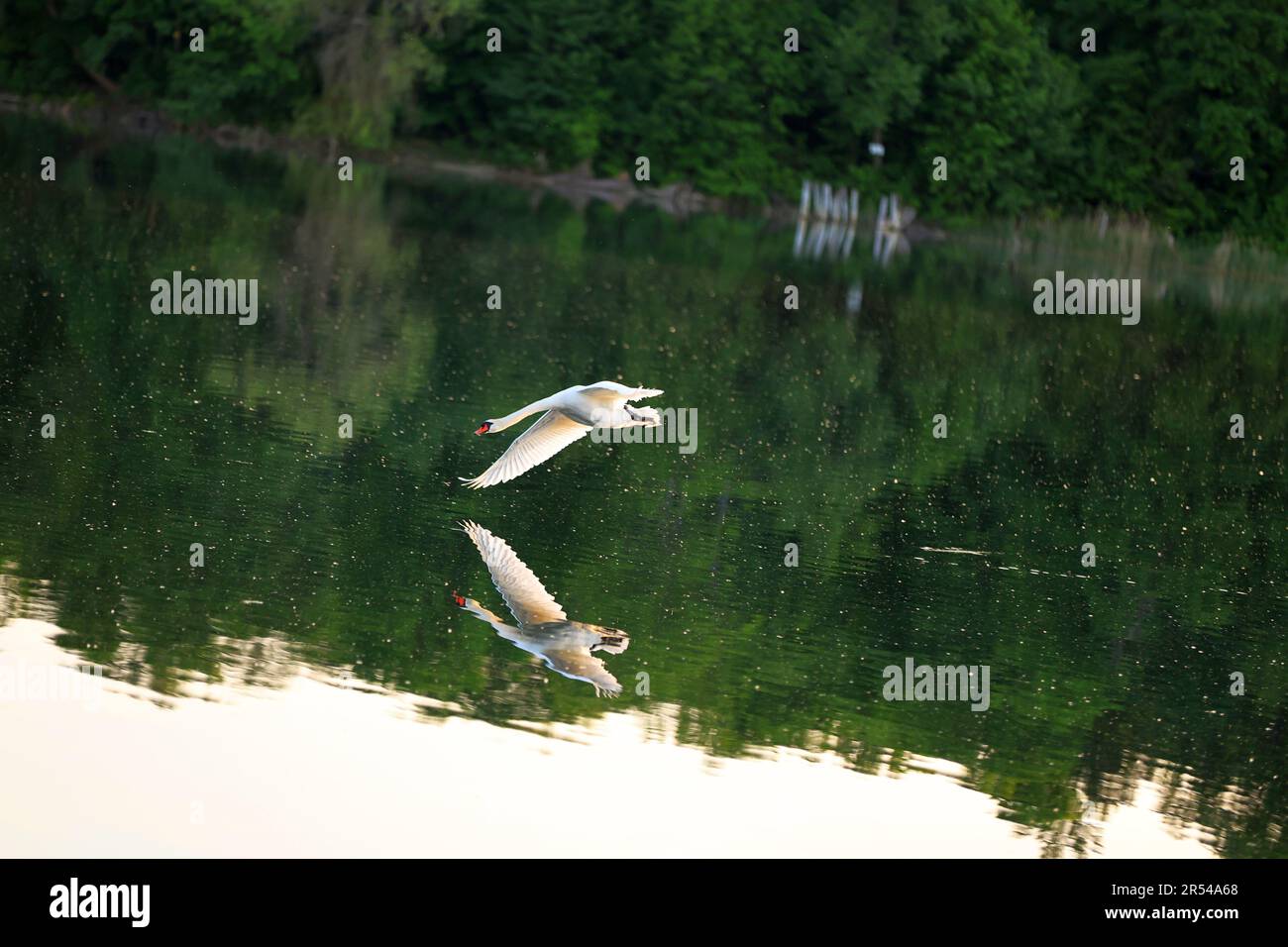 31. Mai 2023, Strausberg, MÃ¤rkisch Oderland, Deutschland: MÃ¤rkisch Oderland: Ein fliegender stummer Schwan am Abend über dem Straussee. (Kreditbild: © Simone Kuhlmey/Pacific Press via ZUMA Press Wire) NUR REDAKTIONELLE VERWENDUNG! Nicht für den kommerziellen GEBRAUCH! Stockfoto