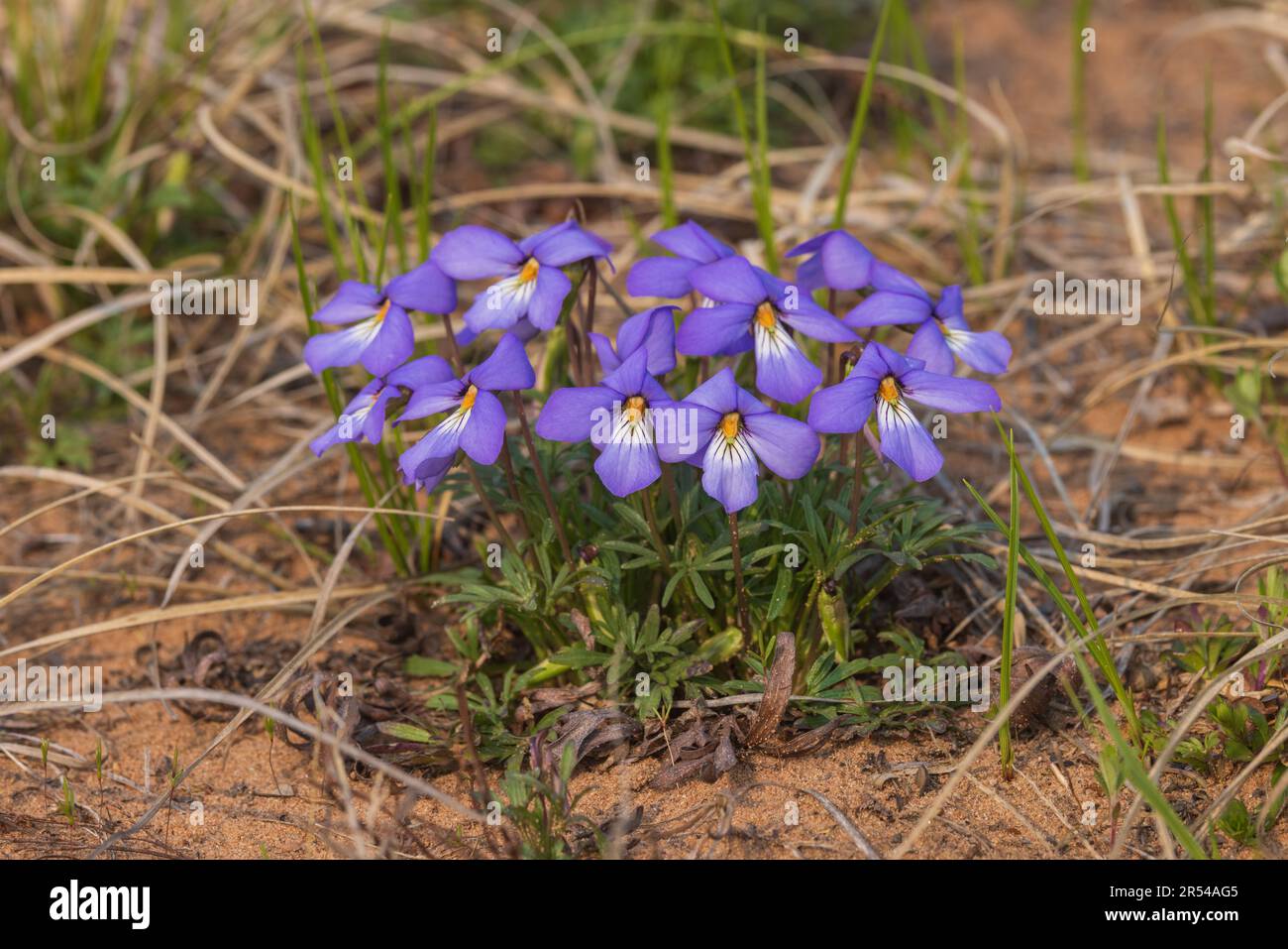 Vogel-Fuß-Violett wächst in den Namekagon Barrens im Norden von Wisconsin. Stockfoto
