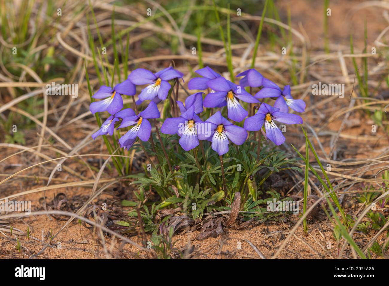 Vogel-Fuß-Violett wächst in den Namekagon Barrens im Norden von Wisconsin. Stockfoto