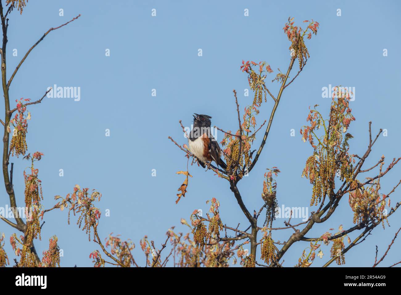 Männlicher östlicher Towee, der in den Namekagon Barrens im Norden von Wisconsin singt. Stockfoto