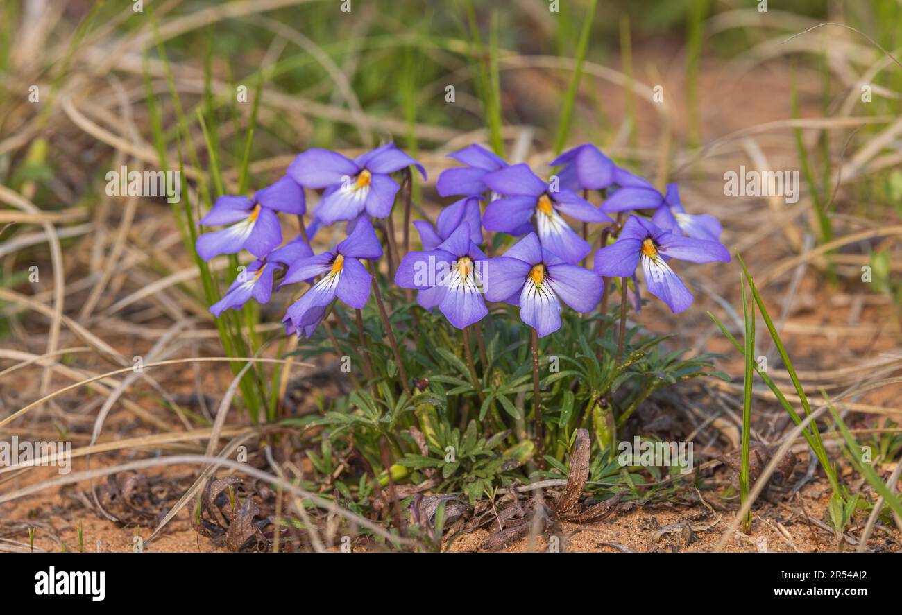 Vogel-Fuß-Violett wächst in den Namekagon Barrens im Norden von Wisconsin. Stockfoto