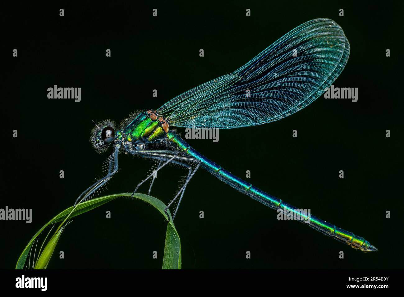 Damselfly Stockfoto