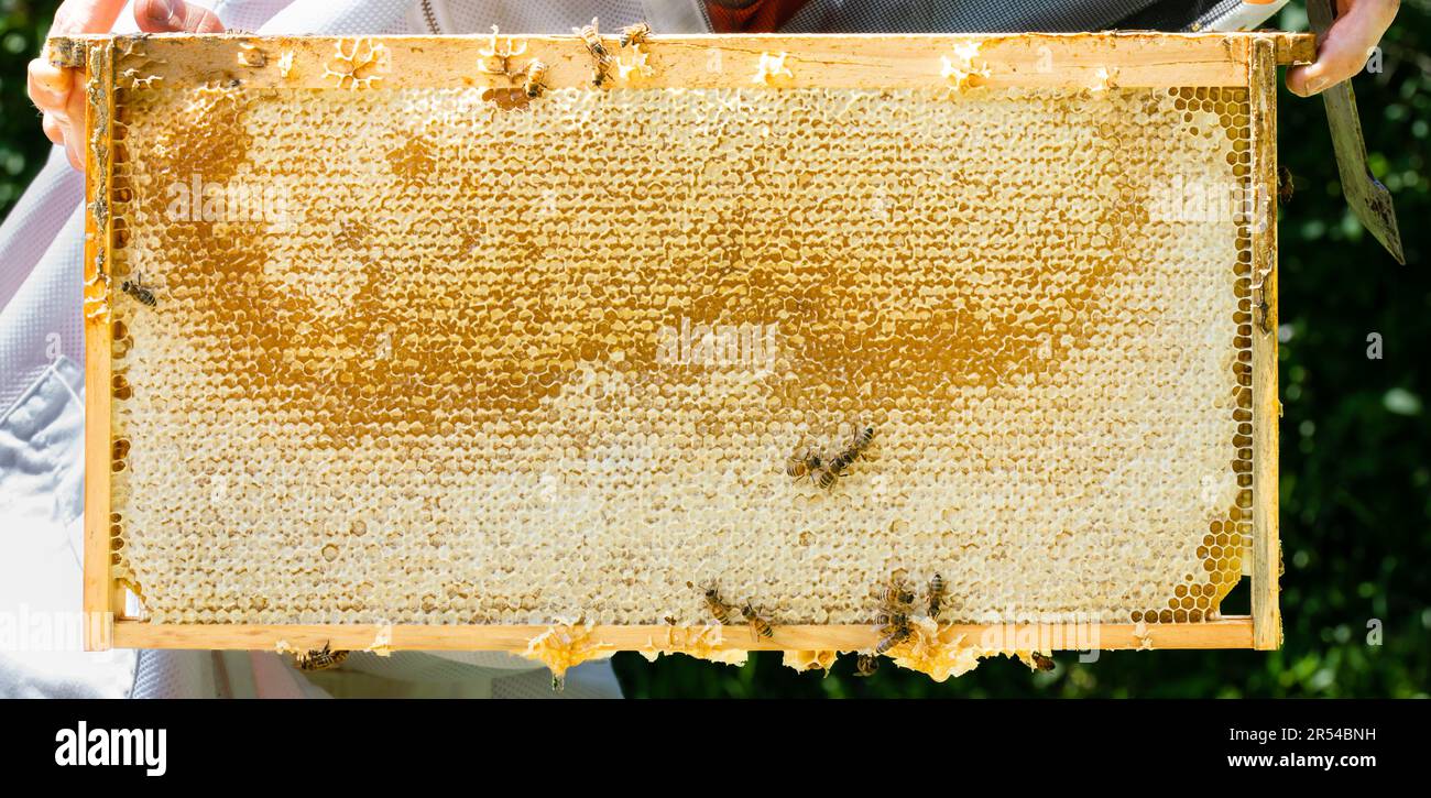 Ein Imker hält einen gekapselten Rahmen Honig hoch Stockfoto