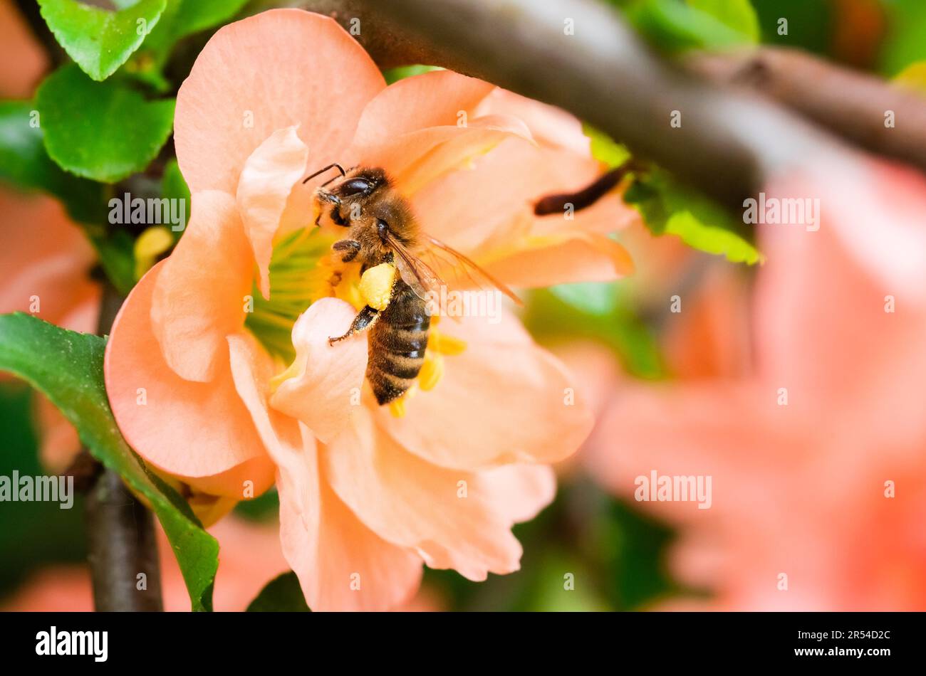 Honigbiene mit Pollenkörben, die eine Pfirsich-Chaenomeles speciosa frisst Stockfoto