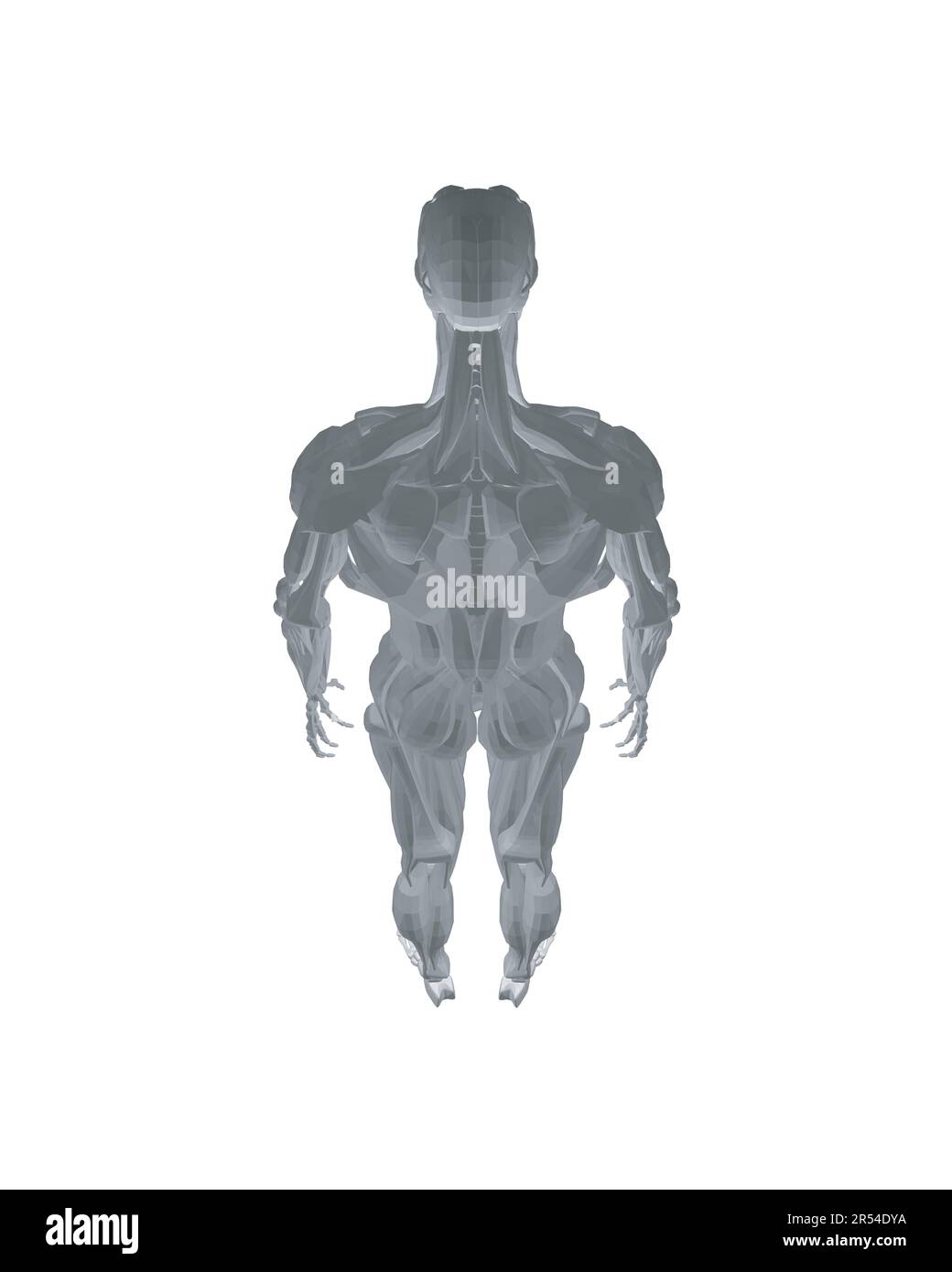 Menschliche Anatomie. Modell des männlichen Körpermuskels. Anatomie des männlichen Muskelsystems - posteriore und anteriore Ansicht - Ganzkörper. Der polygonale Körper des Menschen. 3D. Stock Vektor