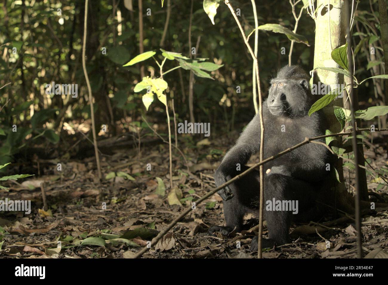 Ein männlicher Sulawesi-Schwarzkammmakak (Macaca nigra) im Naturschutzgebiet Tangkoko, North Sulawesi, Indonesien. Stockfoto