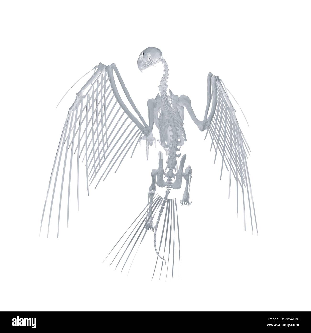 Pteronodon-Skelett-Cartoon, Vektorskelett des ausgestorbenen alten fliegenden Reptils Pteranodon. Isoliert auf weißem Hintergrund. Polygonales 3D-Modell.. Stock Vektor