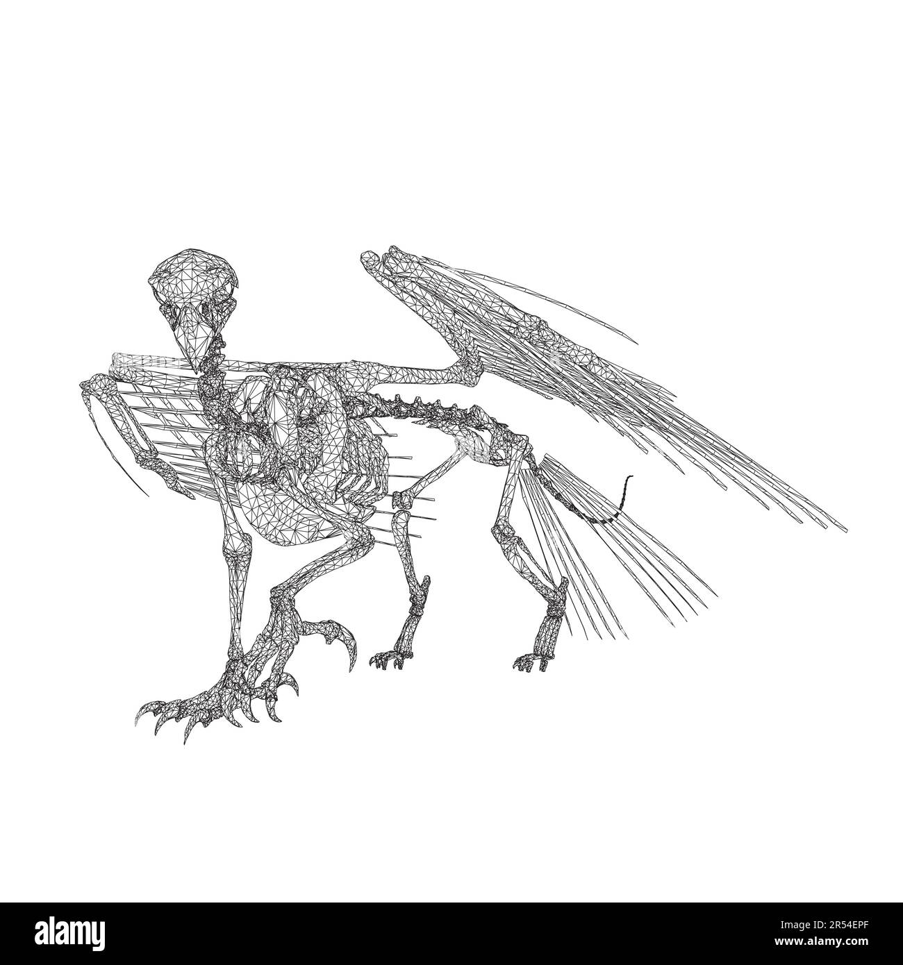 Vektordarstellung von Vogeltieren isoliert auf weißem Hintergrund, Skelettraven mit der Hand zeichnen. Digitale Doodle Animal Schädelknochen, Skelettvektor si Stock Vektor