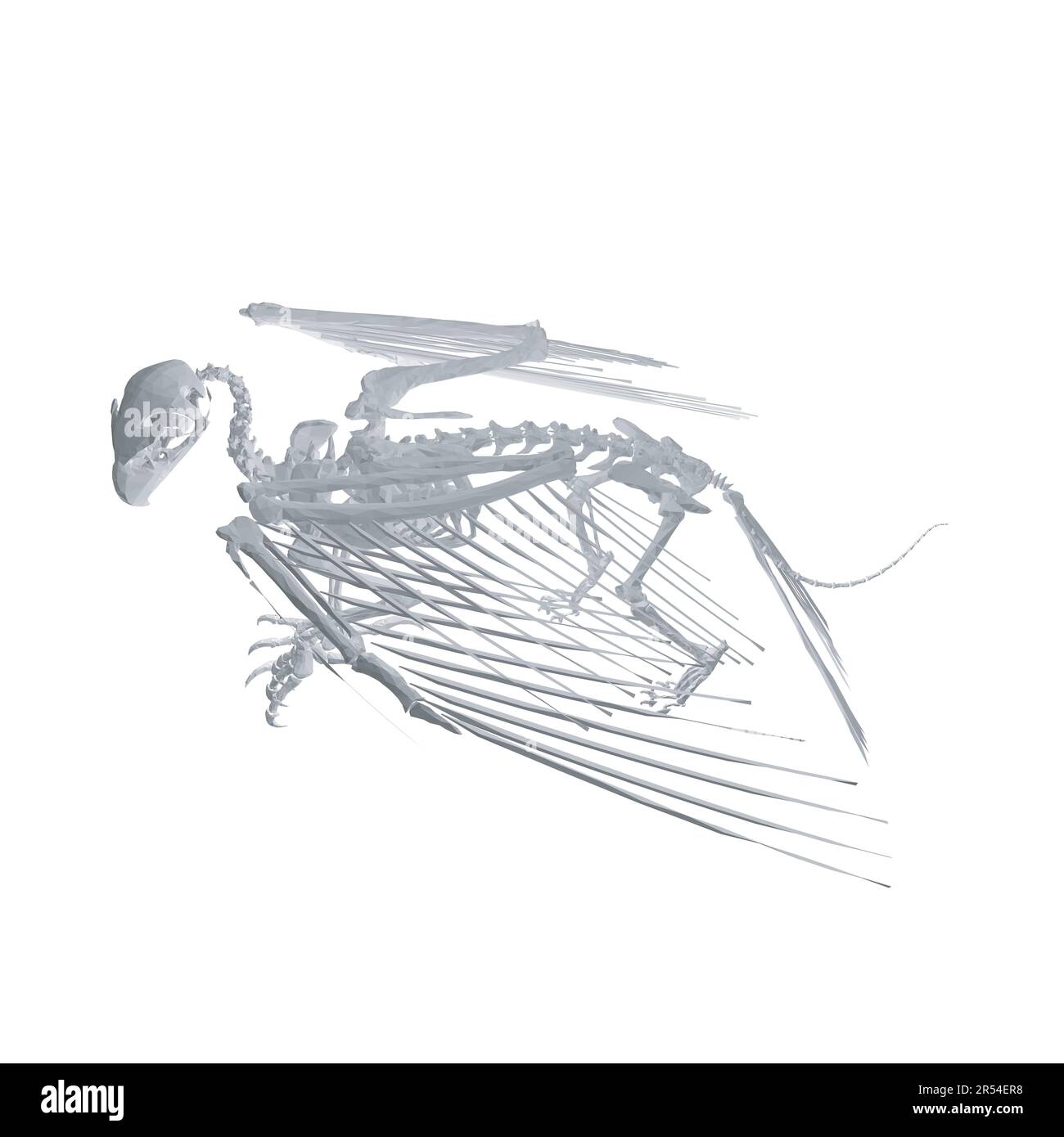 Pteronodon-Skelett-Cartoon, Vektorskelett des ausgestorbenen alten fliegenden Reptils Pteranodon. Isoliert auf weißem Hintergrund. Polygonales 3D-Modell.. Stock Vektor