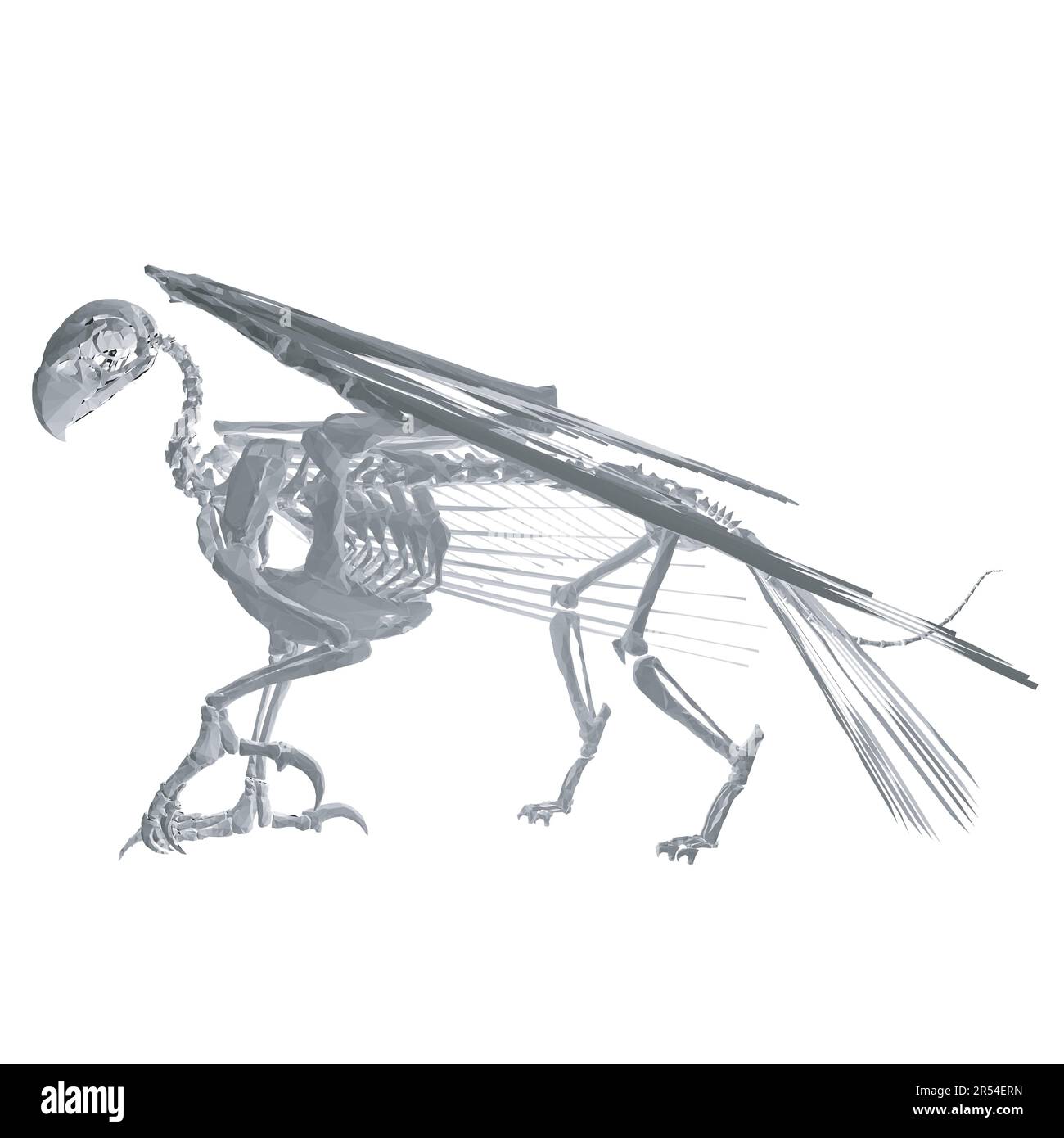 Pteronodon-Skelett-Cartoon, Vektorskelett des ausgestorbenen alten fliegenden Reptils Pteranodon. Isoliert auf weißem Hintergrund. Polygonales 3D-Modell.. Stock Vektor