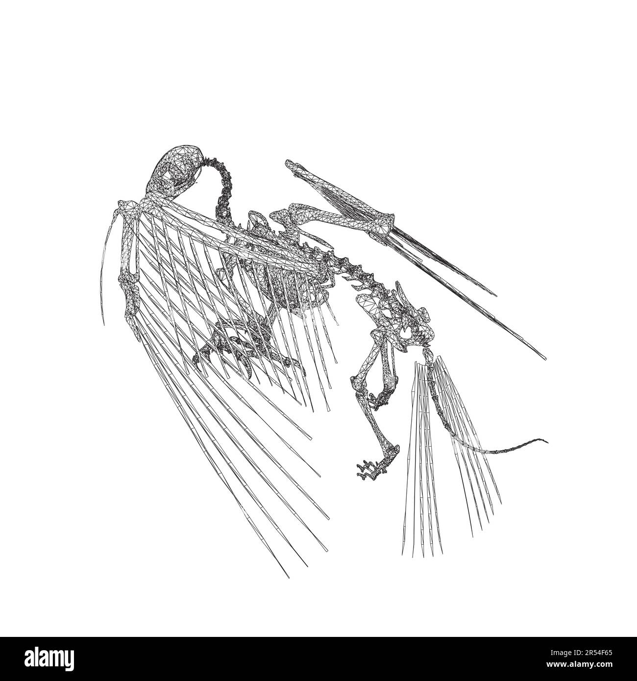 Vektordarstellung von Vogeltieren isoliert auf weißem Hintergrund, Skelettraven mit der Hand zeichnen. Digitale Doodle Animal Schädelknochen, Skelettvektor si Stock Vektor