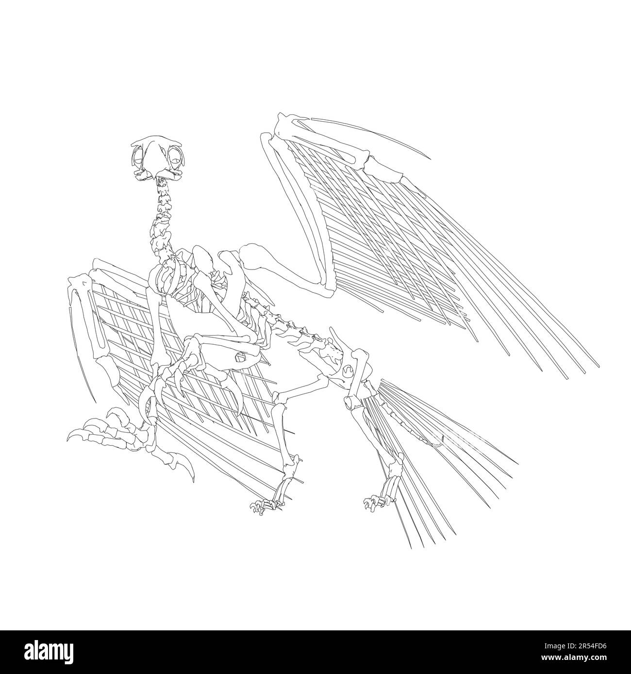 Vektorantike Gravurzeichnung eines Vogelskeletts isoliert auf weißem Hintergrund. 3D. Detaildarstellung des Skeletts eines alten Vogels. Stock Vektor