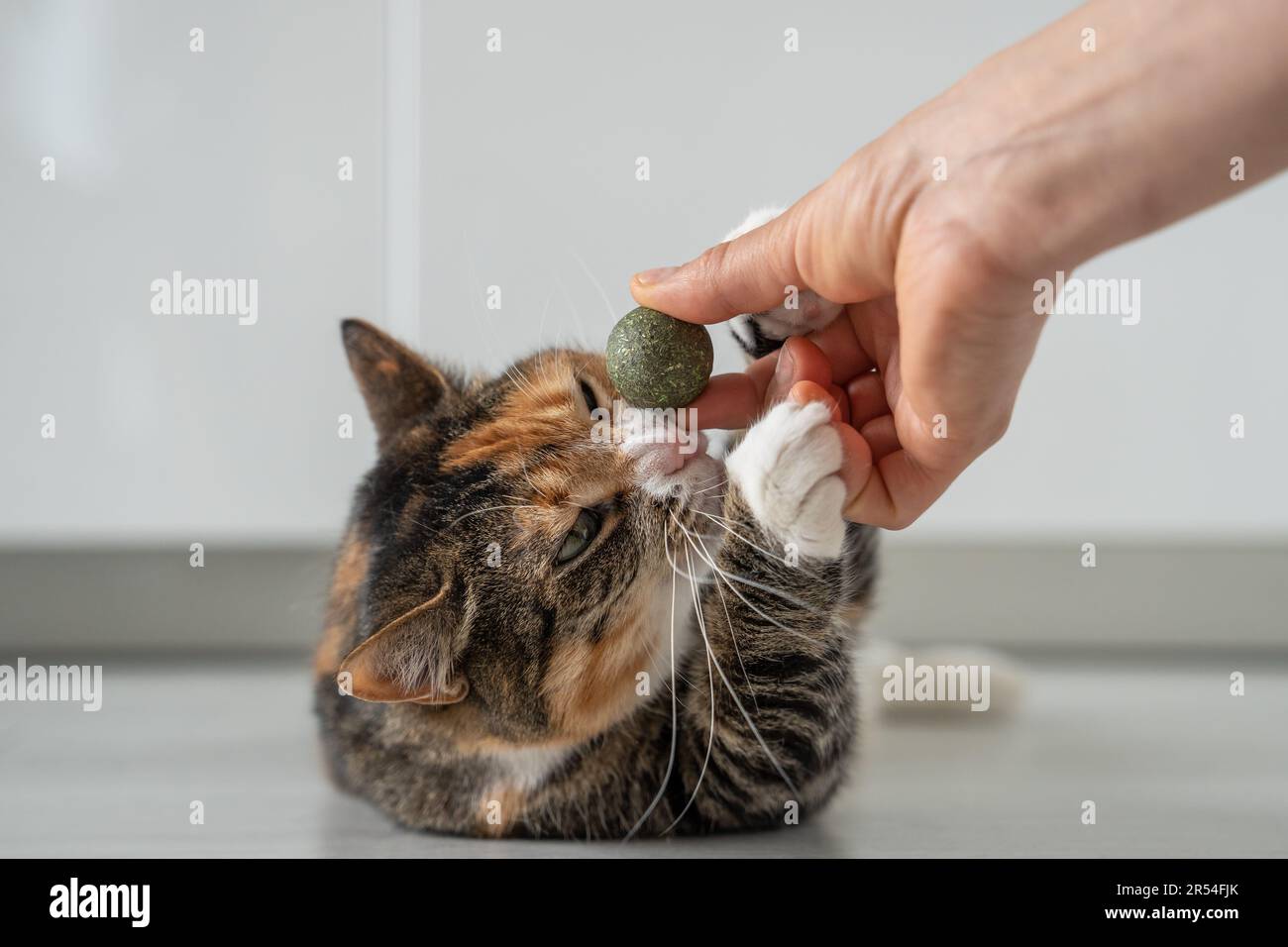 Verspieltes Kätzchen schnüffelt von Katzenminze in der Hand des Besitzers. Tomcat ist verrückt nach Ball aus dunkelgrünem Katzenminze. Stockfoto