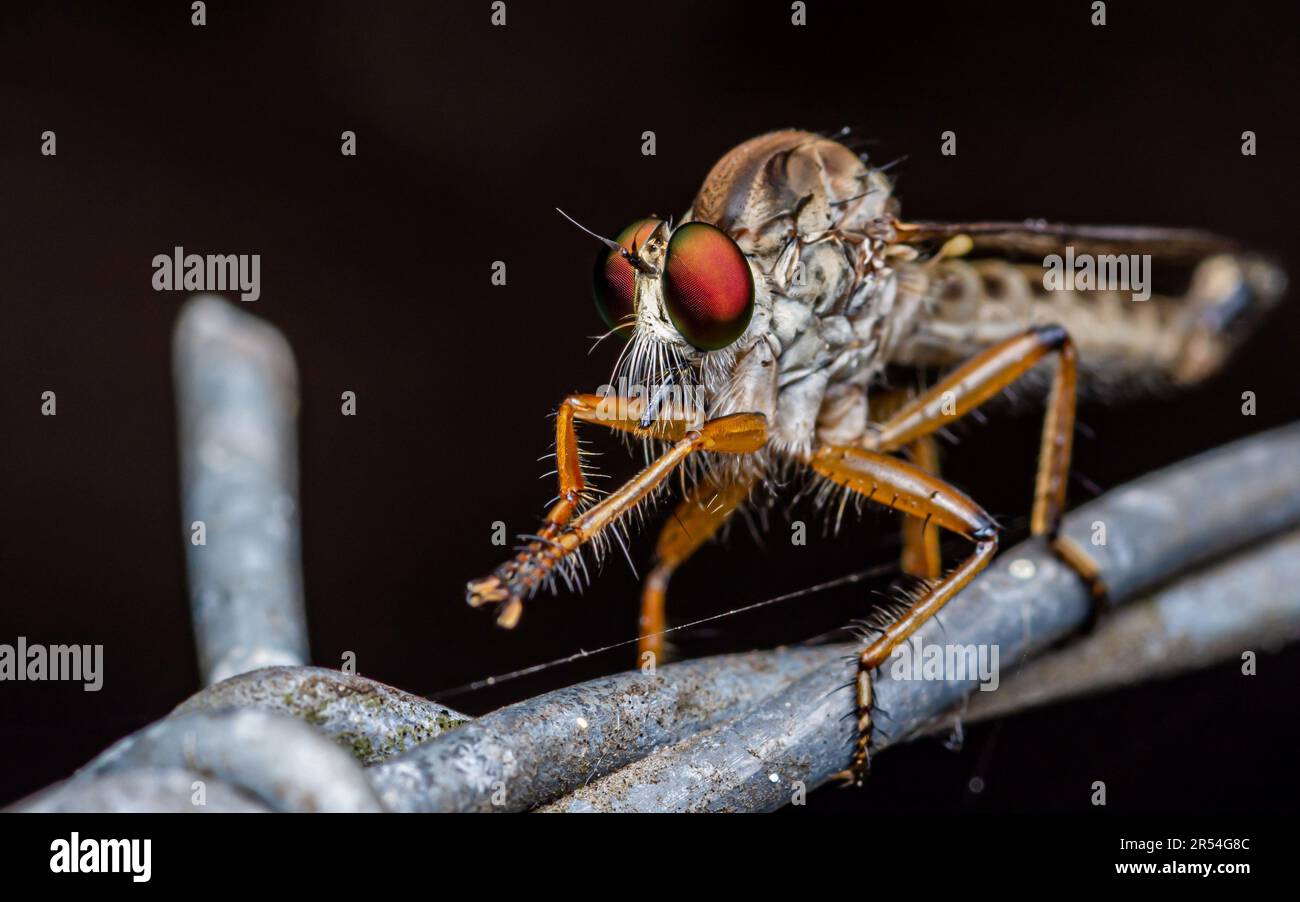 Räuber fliegen auf Stacheldraht mit schwarzem Hintergrund, Fokus auf Kopf- und Augendetails wählen, Insektenfoto. Stockfoto