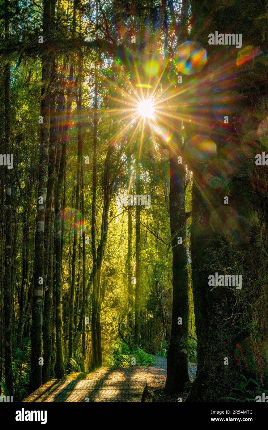 Magisches Sonnenlicht von Kugeln und Sonnenstrahlen durch die hohen Bäume im Regenwald am Lake Brunner Stockfoto